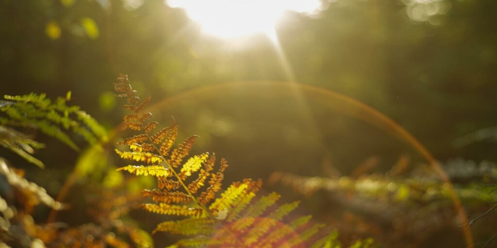 Naturaleza como inspiración en el arte